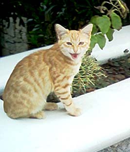 La dernière photo d'Andromède