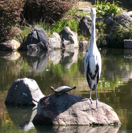Le Héron et la Tortue - Kyoto