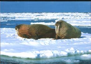 Carte postale d\'Oli du Spitzberg