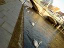 Cygnes sur l'Ill - Strasbourg