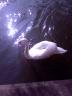 Un cygne sur l'Ill