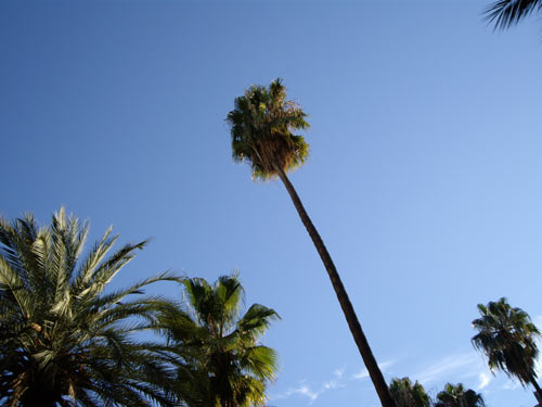 Palmiers dans le centre de Barcelone