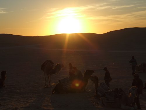 Dromadaires dans le coucher du soleil