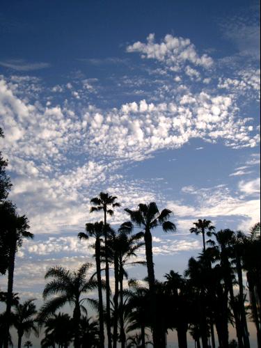 Palmiers à Santa Monica
