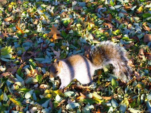 Un ecureuil à Battery Park Un ecureuil à Battery Park