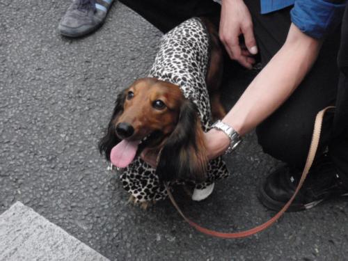 Spirou en léopard - Gay Pride 2009