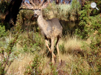 Mesa Verde National Park - Un cerf