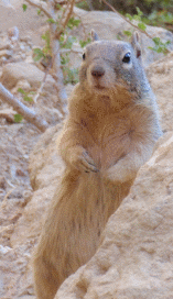 Un écureuil animé&nbsp;!