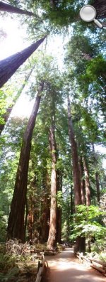 Muir Woods National Monument