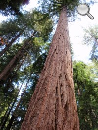 Muir Woods National Monument