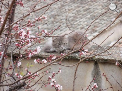 Détail du chat sur le mur