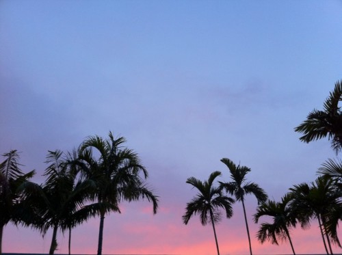 Palmiers - vue du resort gay de Fort Lauderdale