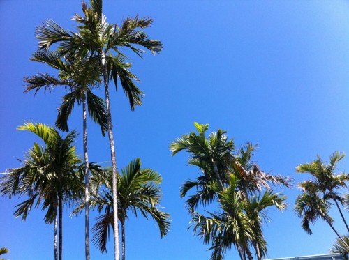 Palmiers - vue du resort gay de Fort Lauderdale