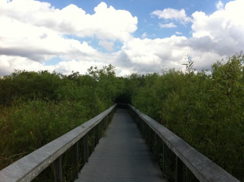 Parc des Everglades - promenade dans les bosquets