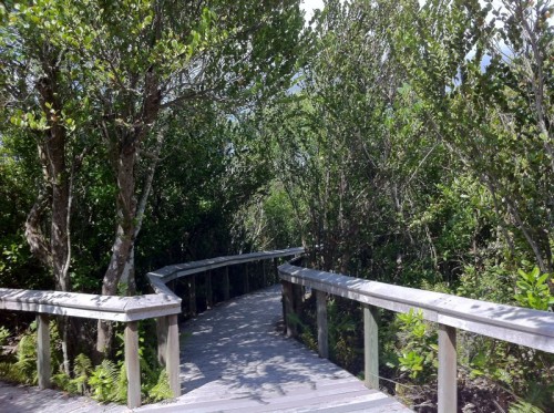 Parc des Everglades - promenade dans les bosquets