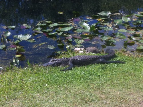 Parc des Everglades - Alligator au soleil