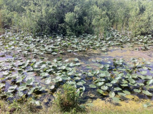 Parc des Everglades - Alligator dans l'eau