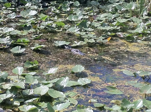 Parc des Everglades - Alligator dans l'eau