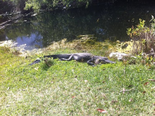 Parc des Everglades - Alligator en repos au soleil