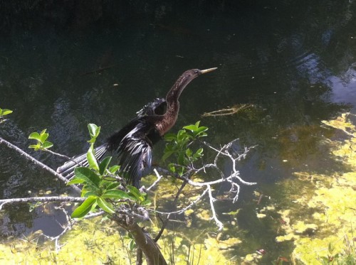 Parc des Everglades - Héron