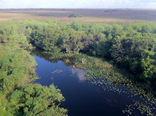 Parc des Everglades - Vue de la rivière