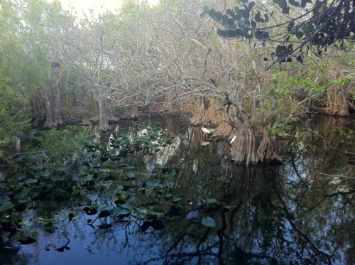 Parc des Everglades - promenade dans le parc