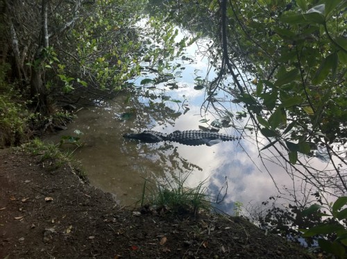 Parc des Everglades - Alligator qui surveille