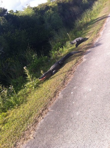 Parc des Everglades - Alligator menaçant