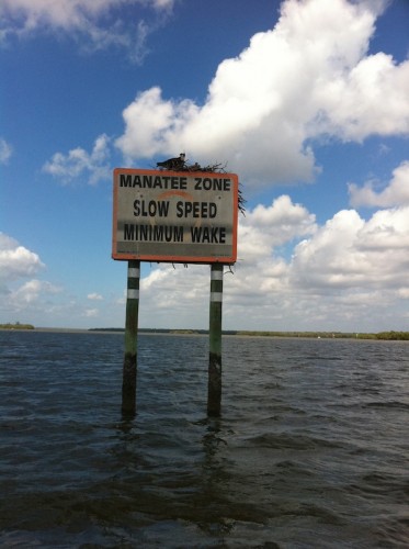 Parc des Everglades - zone de lamantin