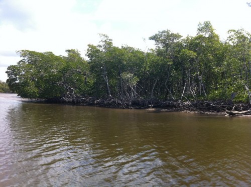 Parc des Everglades - Promenade dans la mangrove