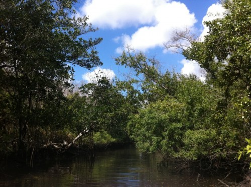 Parc des Everglades - Promenade dans la mangrove