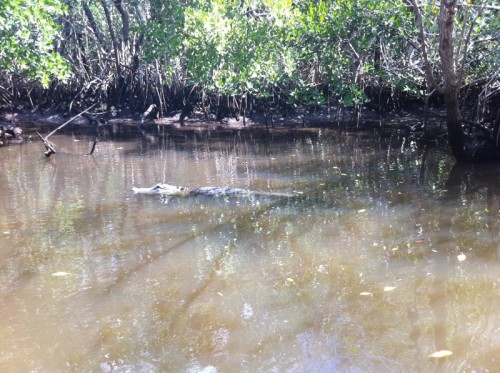 Parc des Everglades - Un alligator dans la mangrove