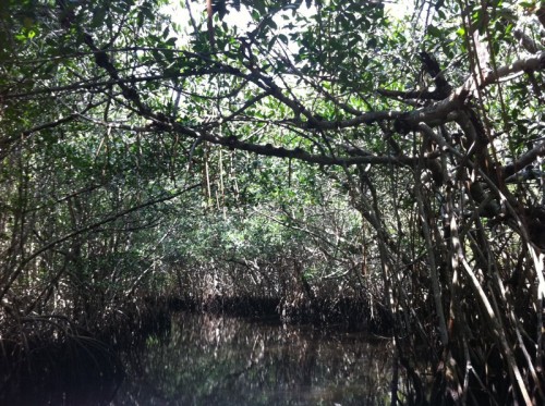 Parc des Everglades - promenade dans les palétuviers (mangrove)
