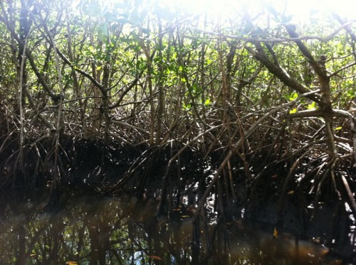 Parc des Everglades - promenade dans les palétuviers (mangrove)