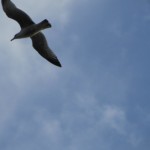 Doëlan (Clohars-Carnoët)