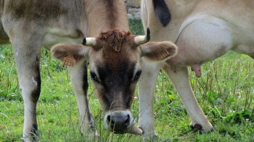 Vaches de Berville (Val d'Oise) - Vexin français