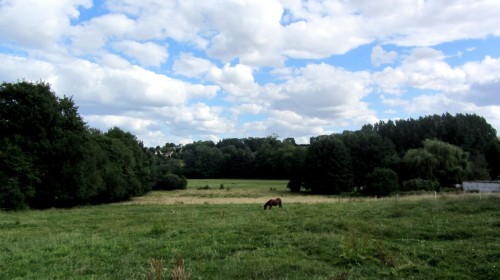 Vaches de Berville (Val d'Oise) - Vexin français