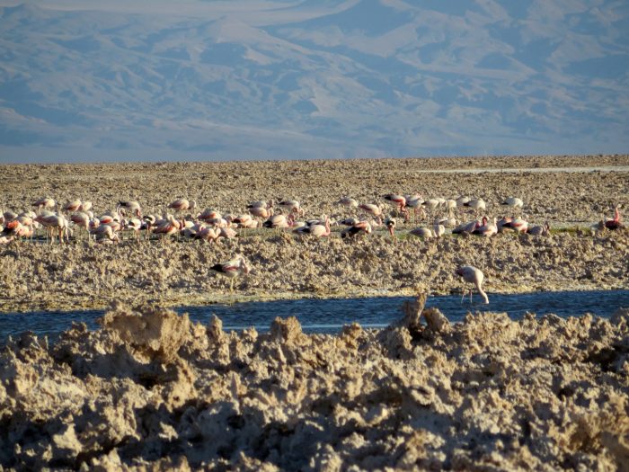 Laguna Chaxa