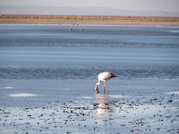 Laguna Chaxa