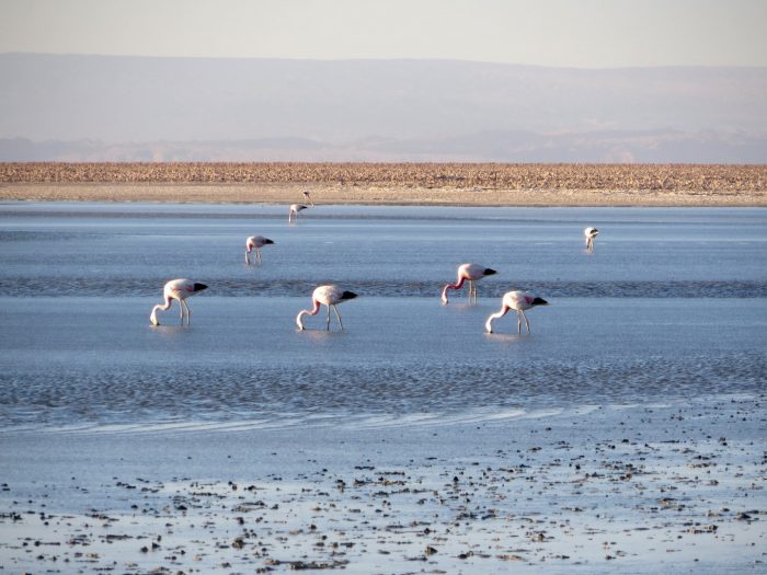 Laguna Chaxa
