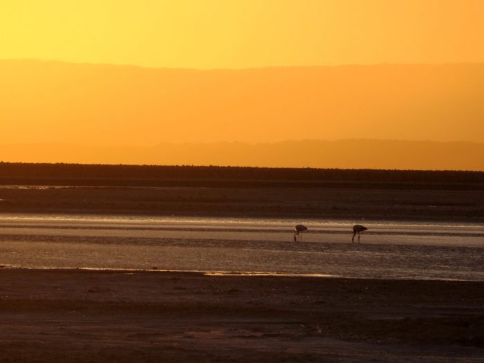 Laguna Chaxa