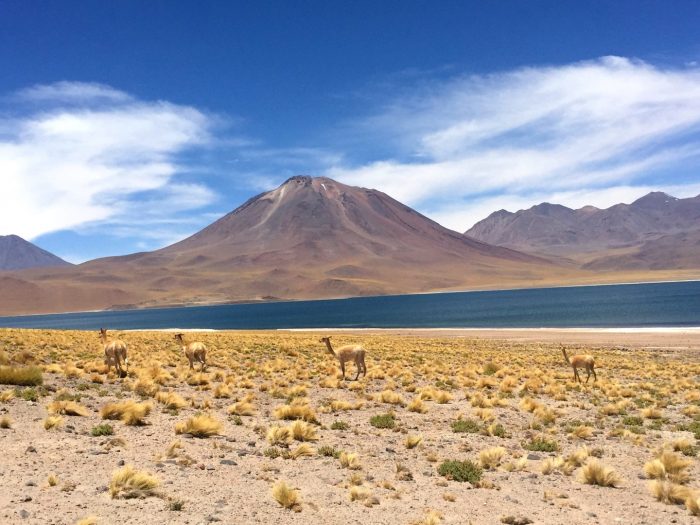 lagunas miscanti y miñiques