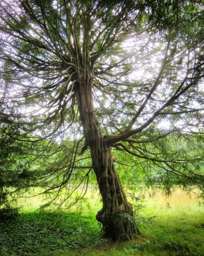 Abbaye Saint Maurice - If (Taxus Baccata)