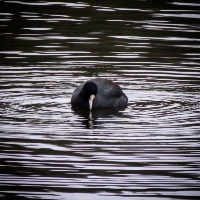 Abbaye St Maurice, Clohars-Carnoët