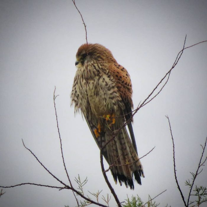 Faucon crécerelle sur l'Île Madame