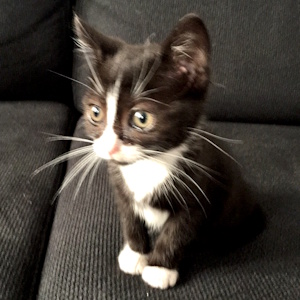 Sookie toute chatonne